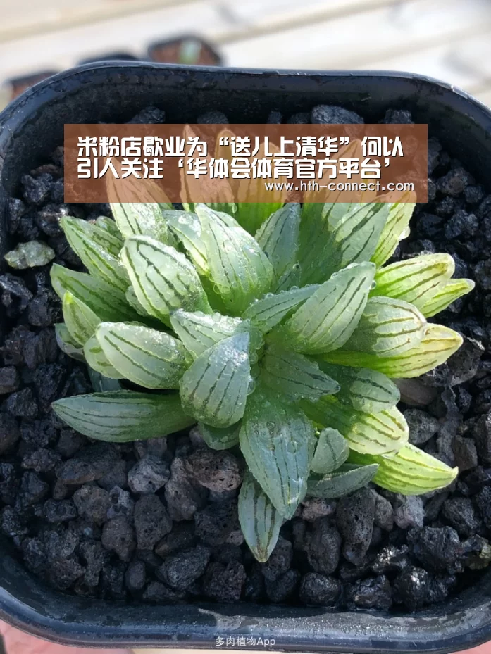 华体会体育官网入口